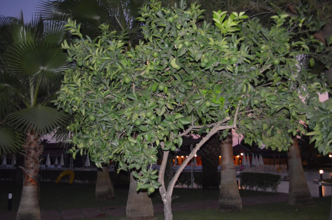 Garten Hotel Miramare Beach
