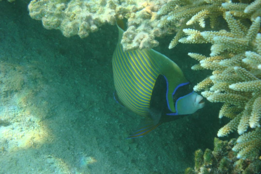 Kaiser Imperator Eri Maldives