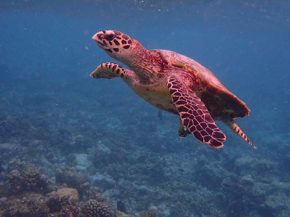 Sport & Freizeit Kagi Maldives Resort & Spa