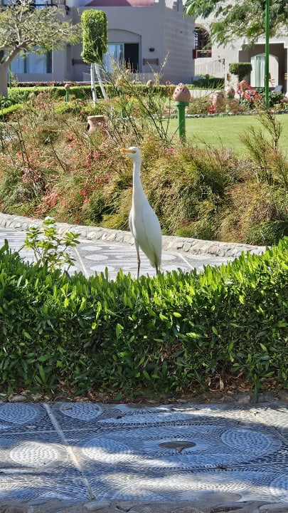 Gartenanlage Sentido Akassia Beach