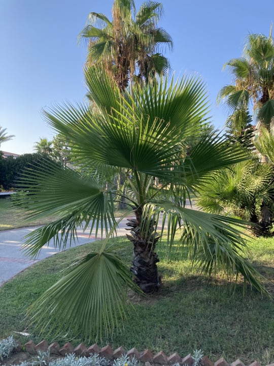 Gartenanlage Asteria Family Resort Side