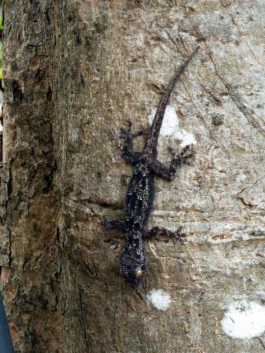 Täglicher Besucher Hotel Papillon Lagoon Reef
