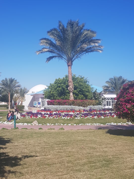 Gartenanlage Desert Rose