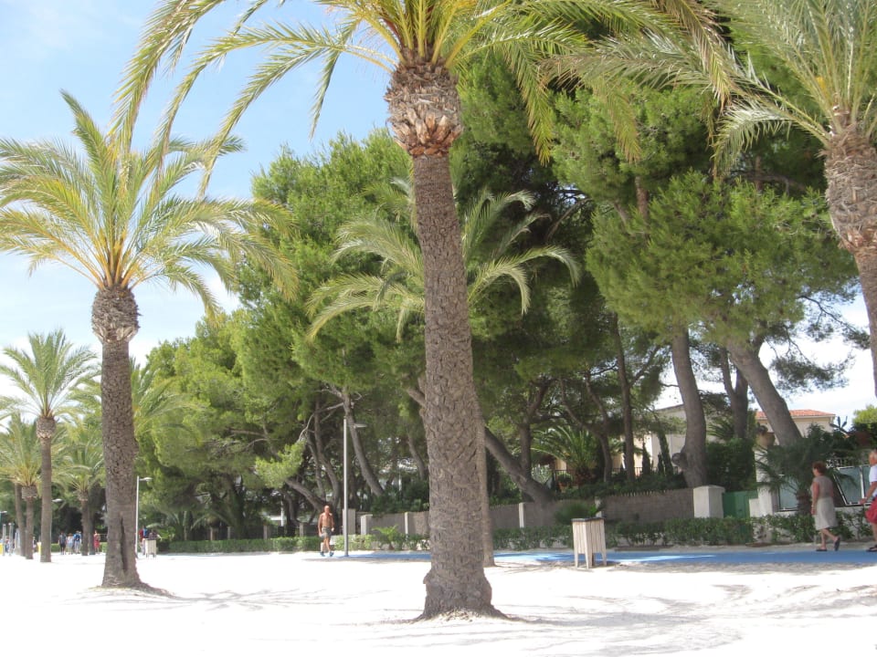 Strand nahe Hotel Alcudia Garden Aparthotel