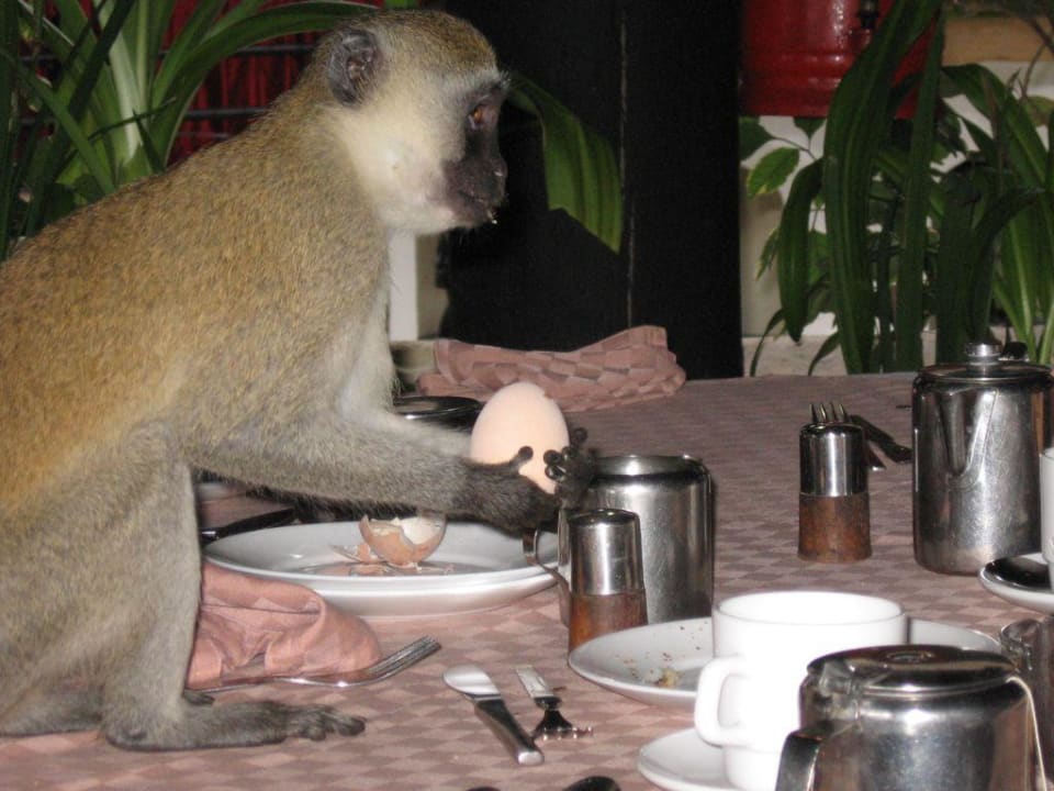 Ha ha ha! Hotel Safari Beach