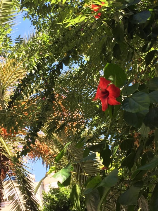 Am Pool kl Gardenia Hotel