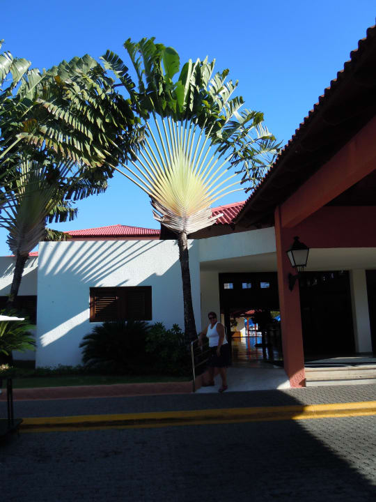 Fächerpalme vor dem Hotel Sunscape Puerto Plata