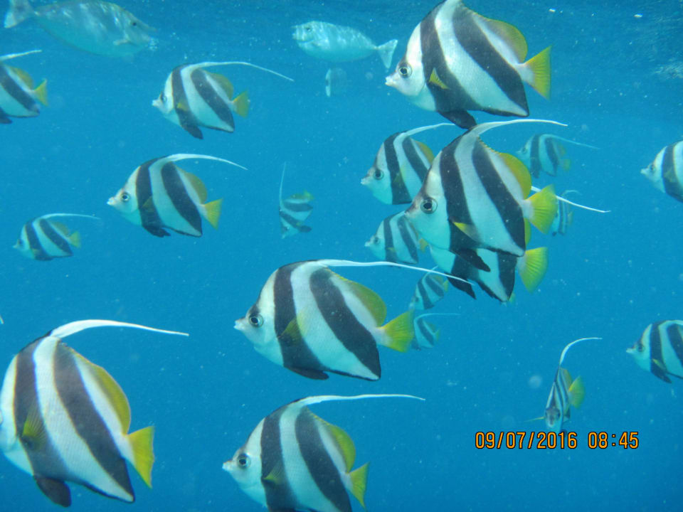 Wie im Aquarium Embudu Village