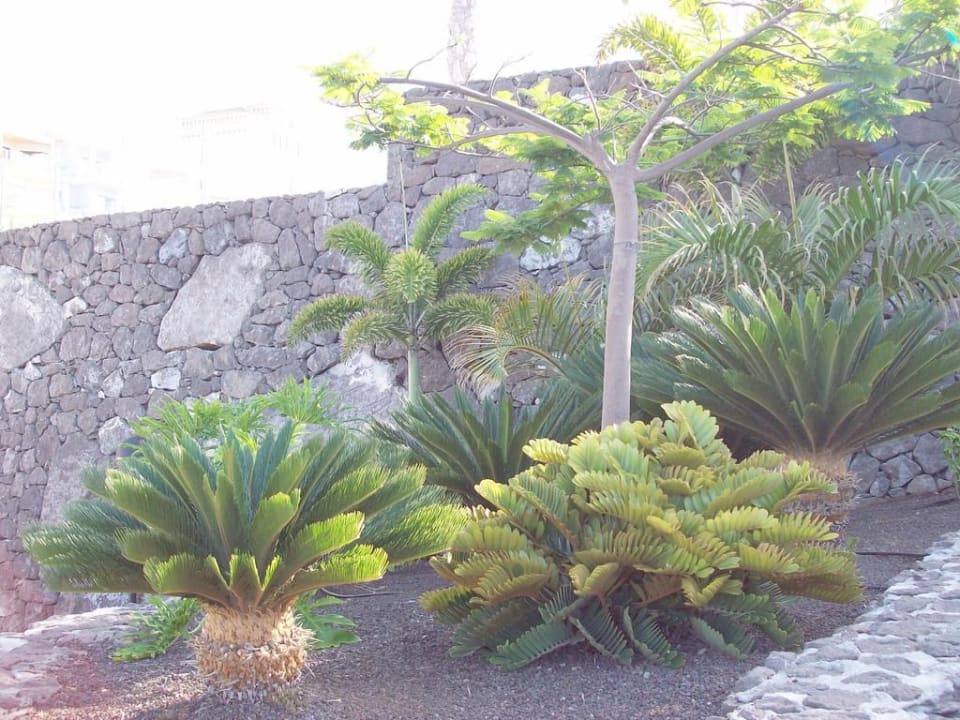 Gartenanlage vom Hotel Hotel Riu Buenavista