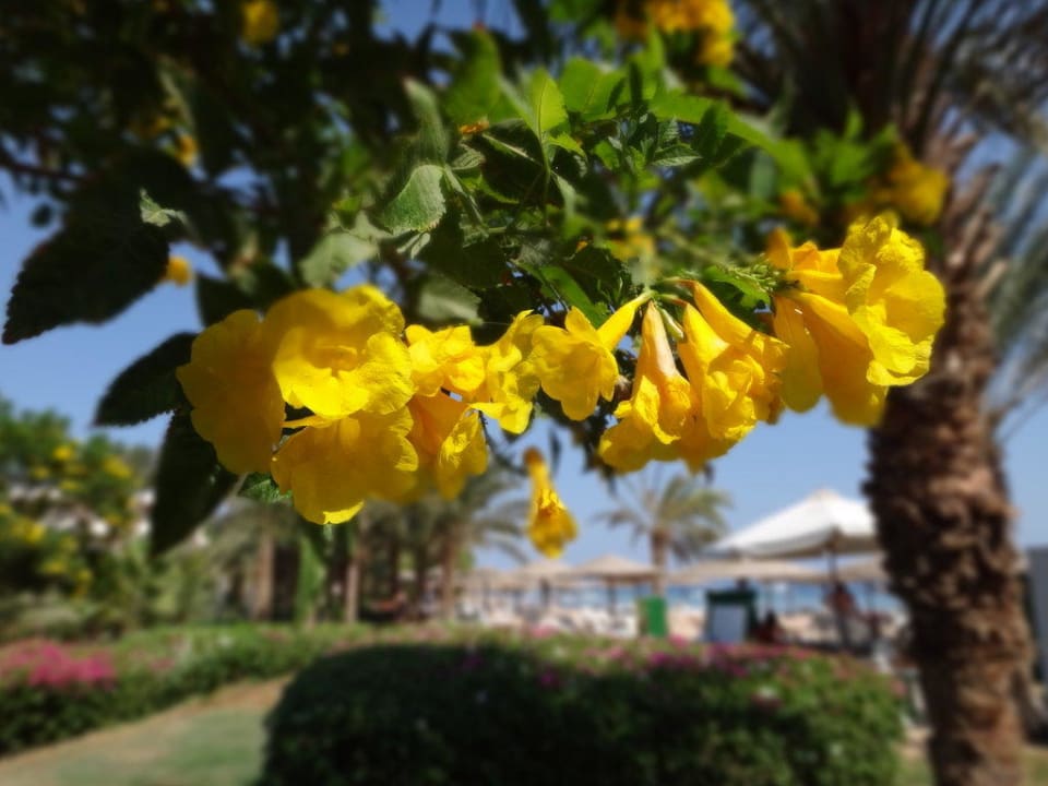 Schöne Blüten Fort Arabesque Resort, Spa & Villas