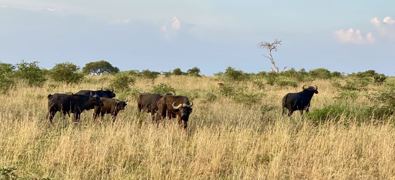 Sonstiges Pakuba Safari Lodge