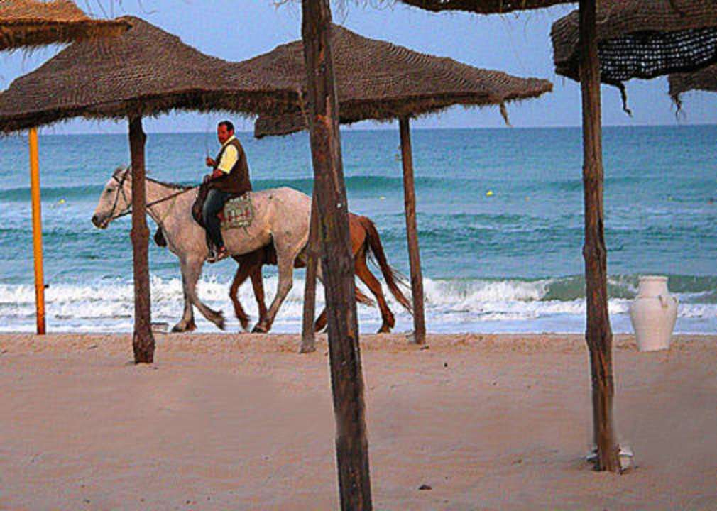 Pferde am Strand Samira Club