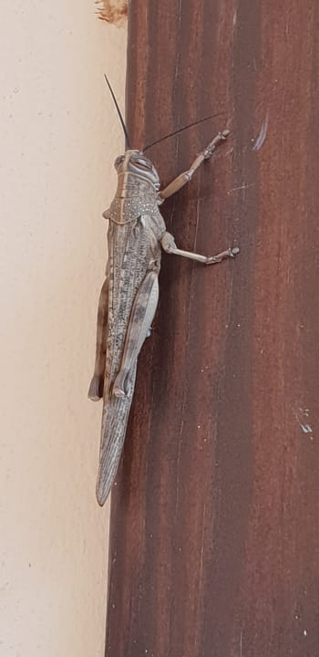 Zimmer Hotel Riu Touareg