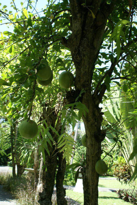 Gartenimpression Puri Santrian