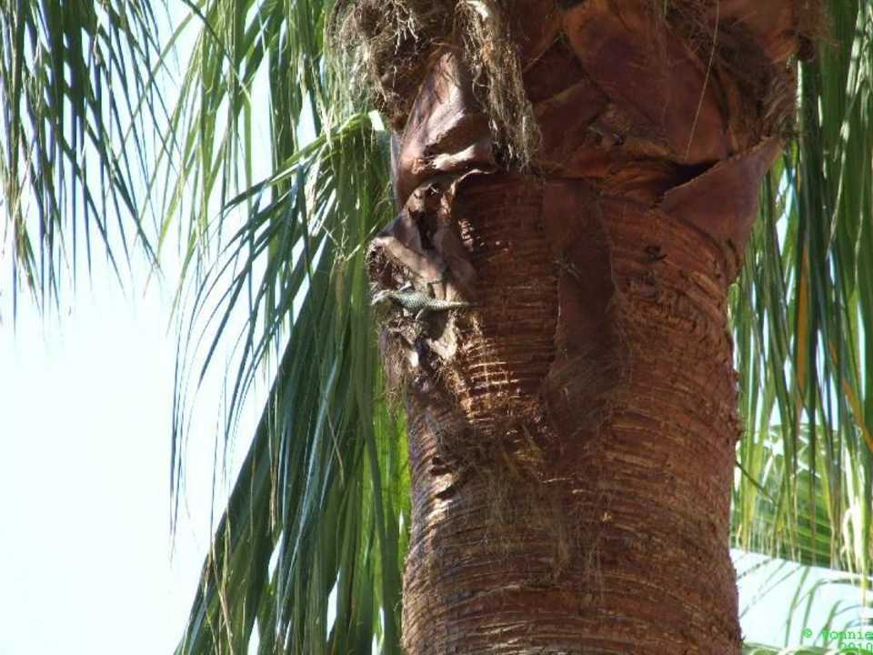 Gecko Melas Holiday Village