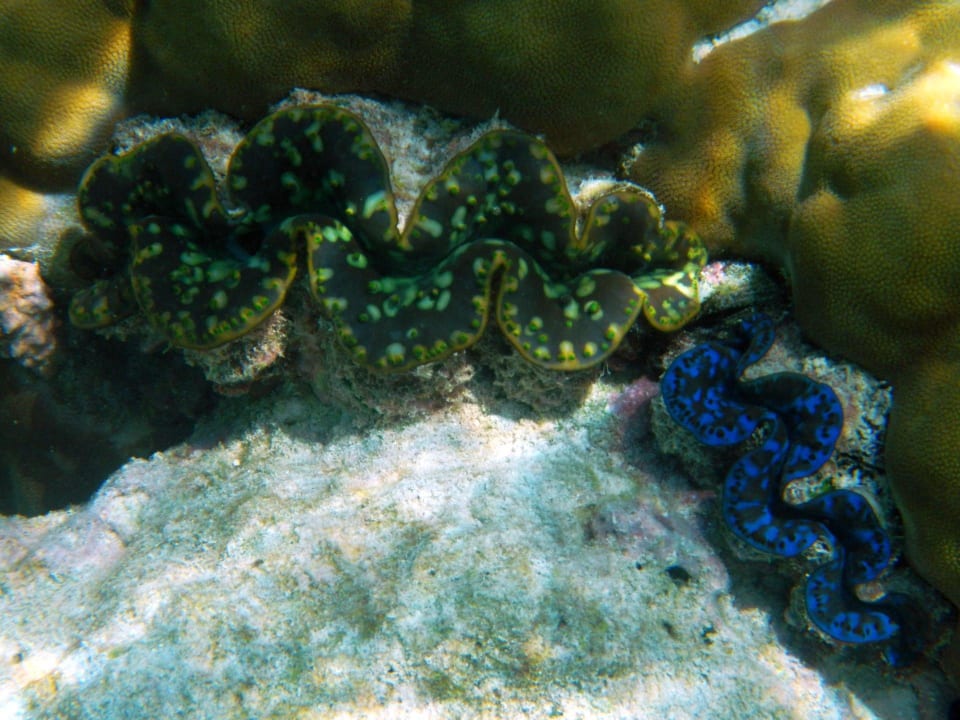 Muscheln am Hausriff Fihalhohi Maldives