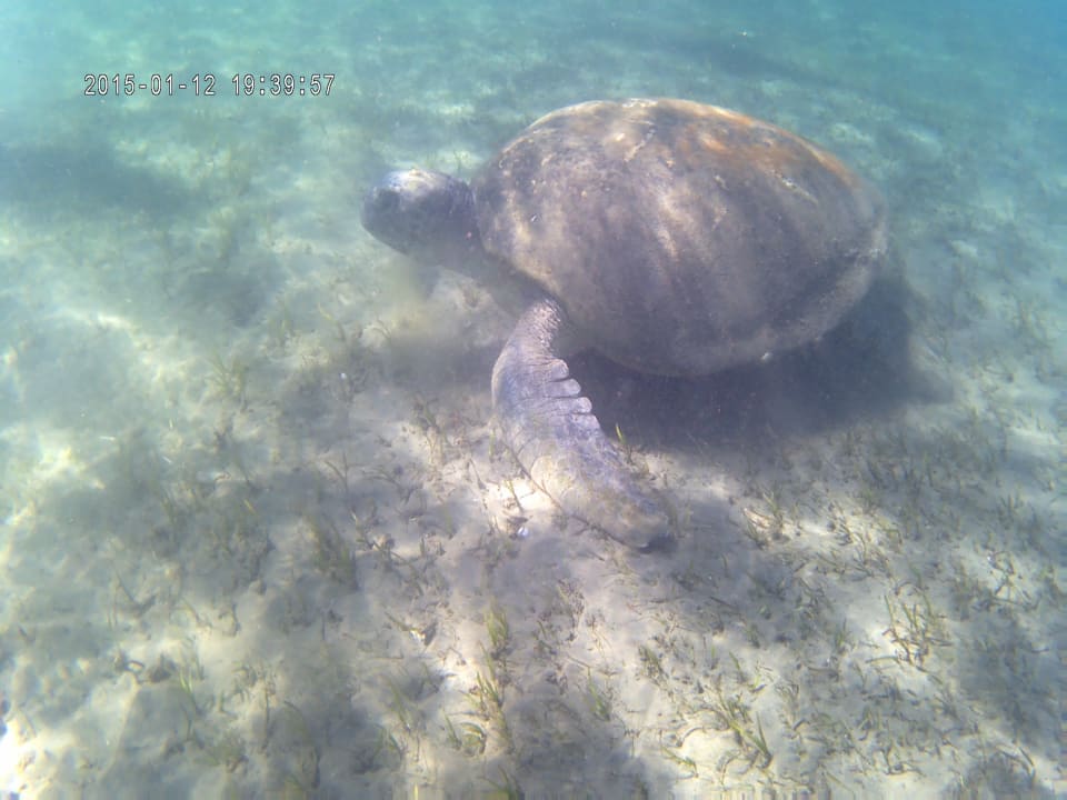 Sport & Freizeit Shams Alam Beach Resort