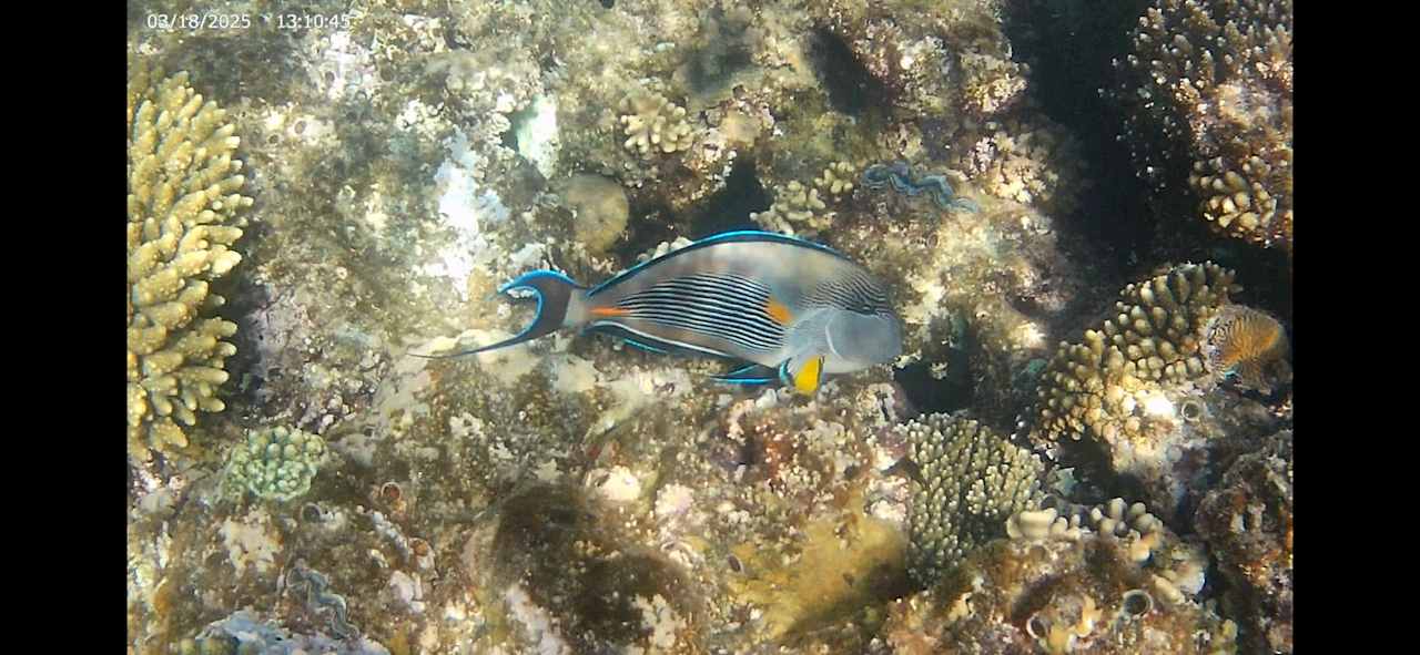 Strand Pickalbatros Citadel Resort