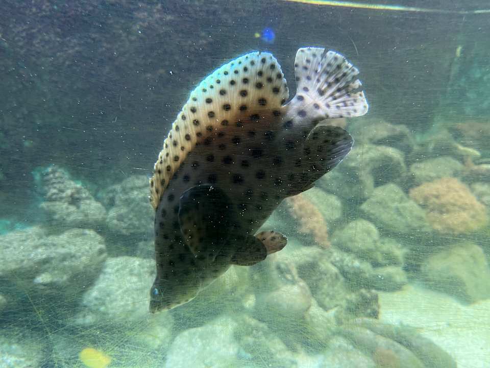 Pool Center Parcs De Kempervennen