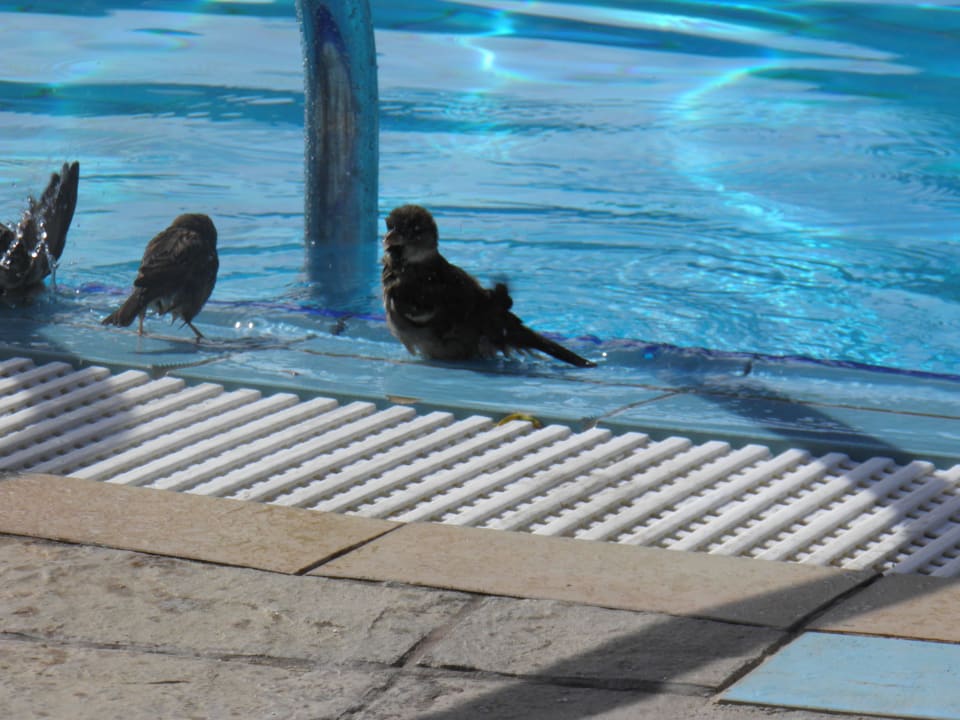 Auch die Vögel wollen Abkühlung Iberostar Origin Taínos