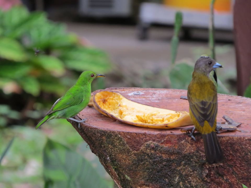Vögel in der Anlage La Quinta Sarapiqui Lodge