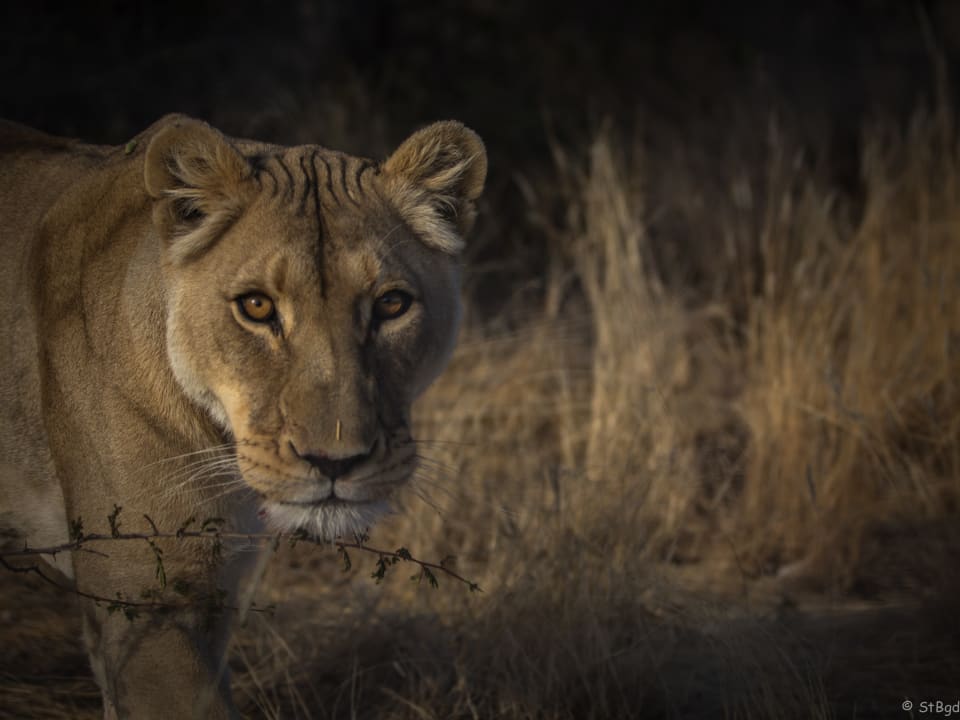 Sport & Freizeit Aloegrove Safari Lodge