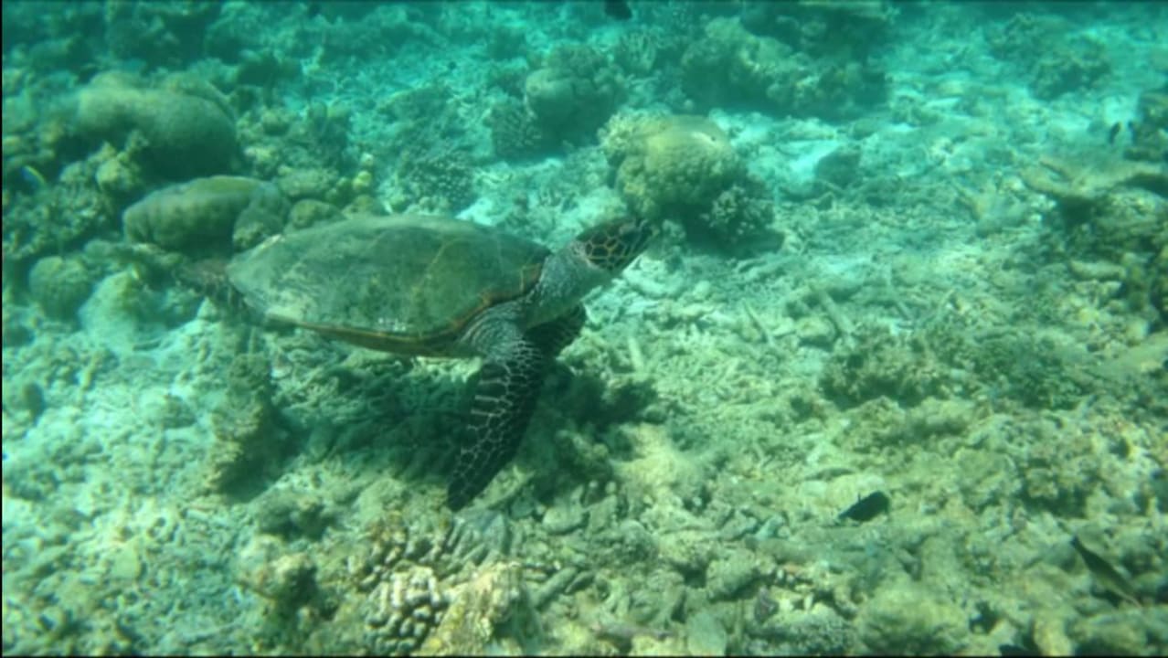Ausflug mit der Tauchschule zum Turtle-Snorkeling Summer Island Maldives