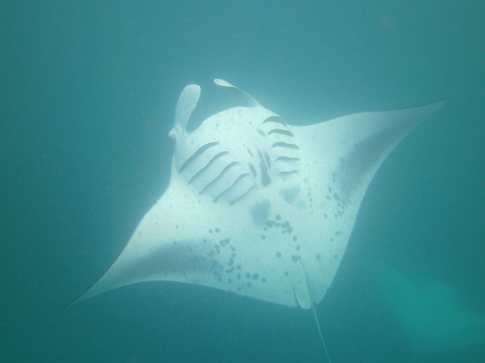 Hanifaru-Bay NH Collection Maldives Reethi Resort