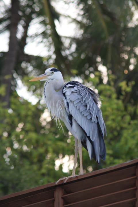 Graureiher Meeru Maldives Resort Island