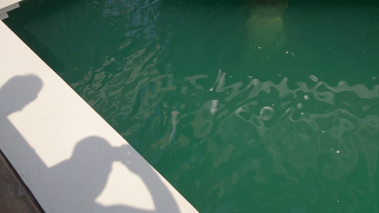 Während unseres Urlaubes.... Anantara The Palm Dubai Resort