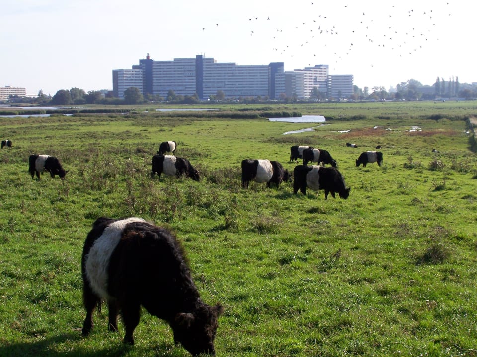 Gallowayrind mit Ferienanlage Heiligenhafen Ferienpark