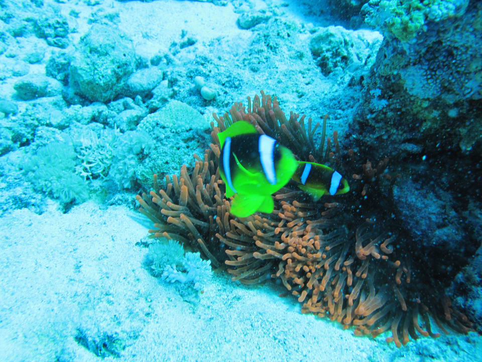 Sport & Freizeit Three Corners Equinox Beach Resort