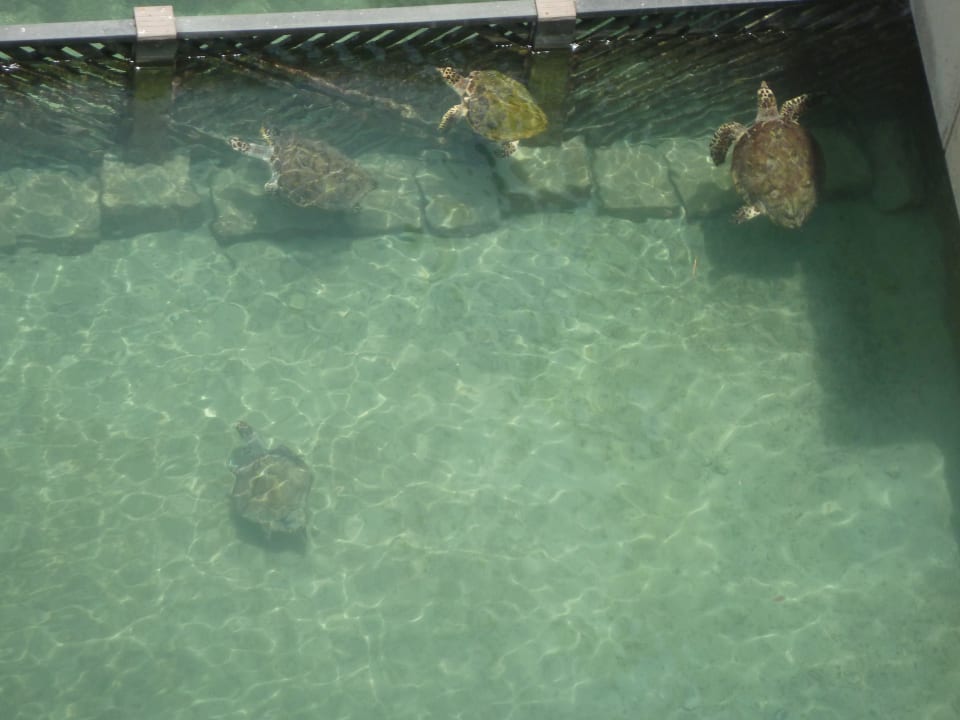 2.Becken Turtle Rehabilitation Jumeirah Mina Al Salam