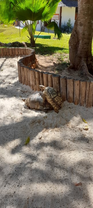 Sonstiges Hotel Kiwengwa Beach Resort