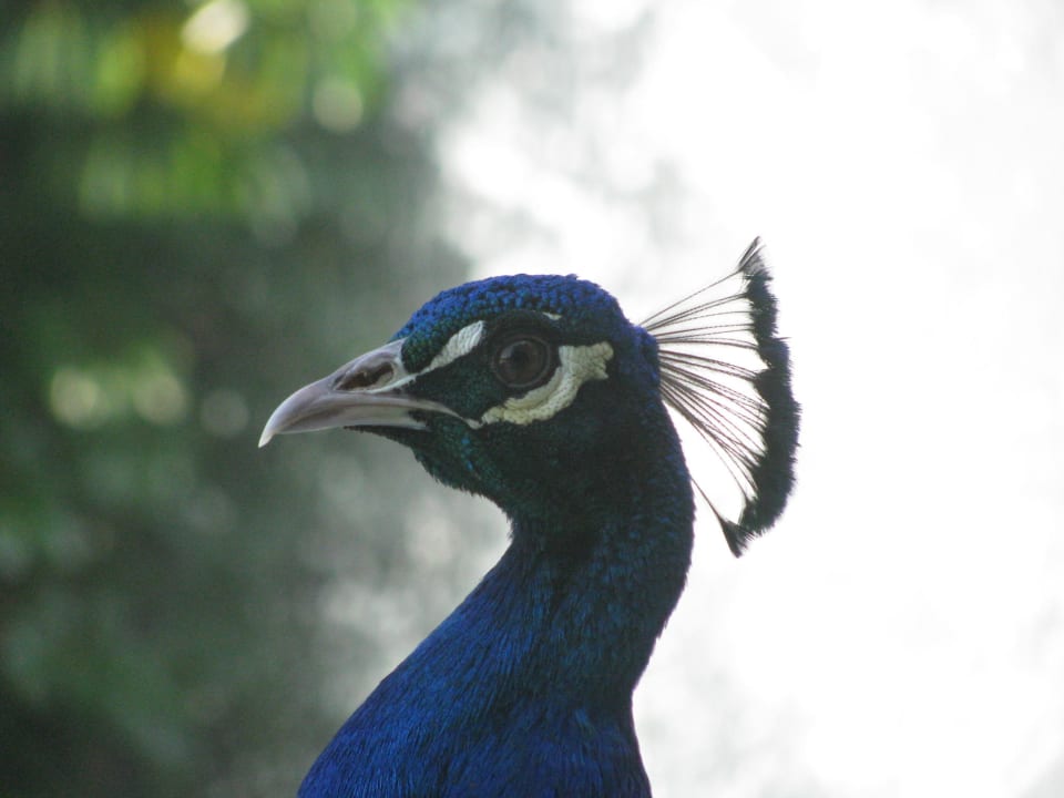 Pfau Grand Oasis Tulum Riviera - All Inclusive