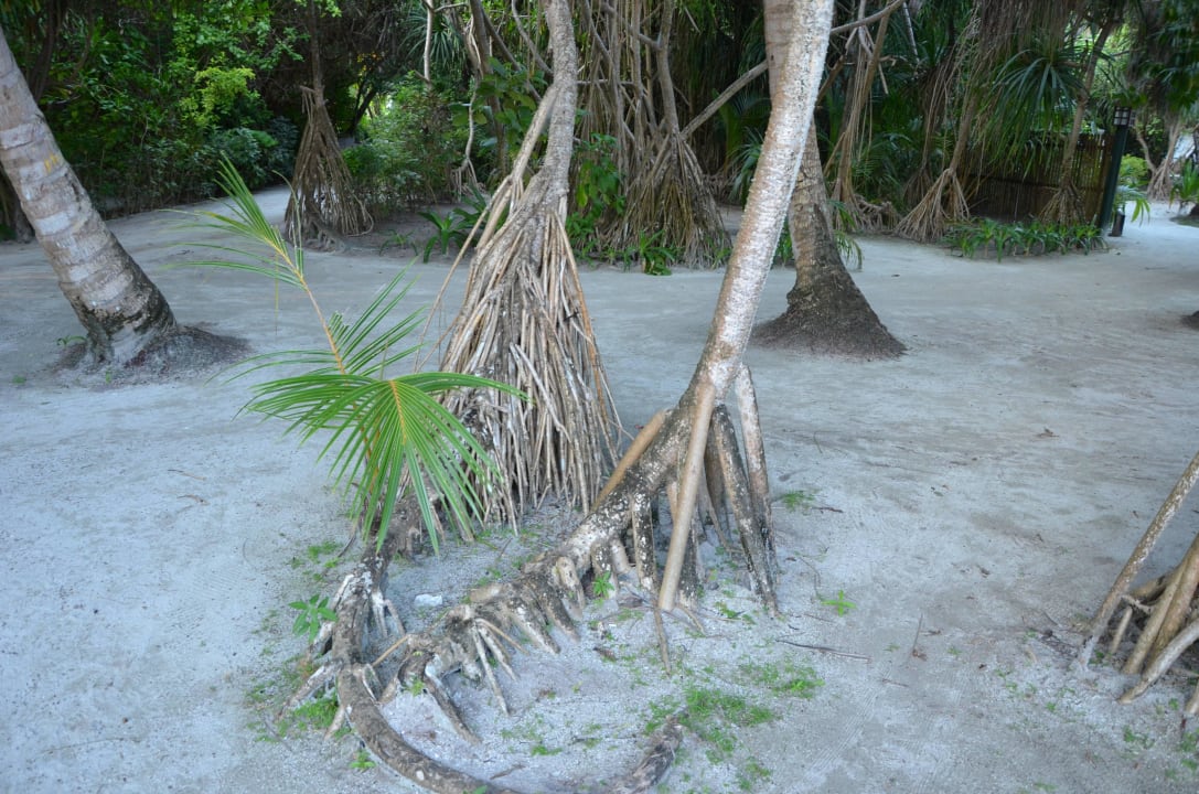 Malediven 3/2015 Adaaran Select Meedhupparu Island Resort - Premium All Inclusive