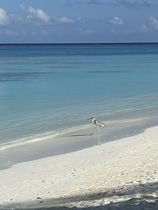 Strand Meeru Maldives Resort Island