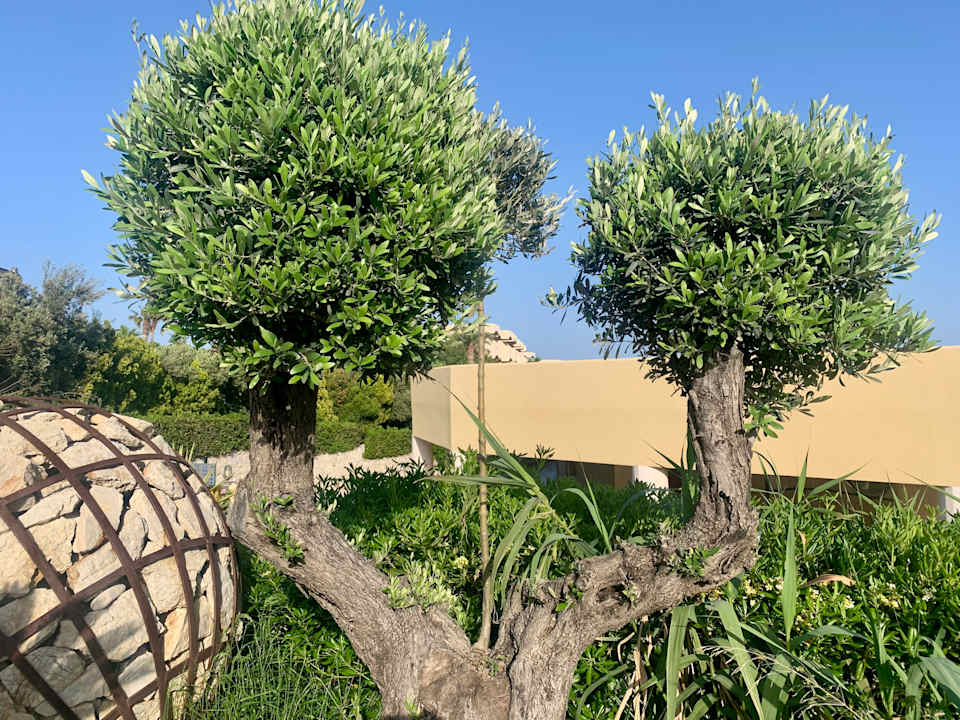 Gartenanlage Hotel Kalithea Mare Palace