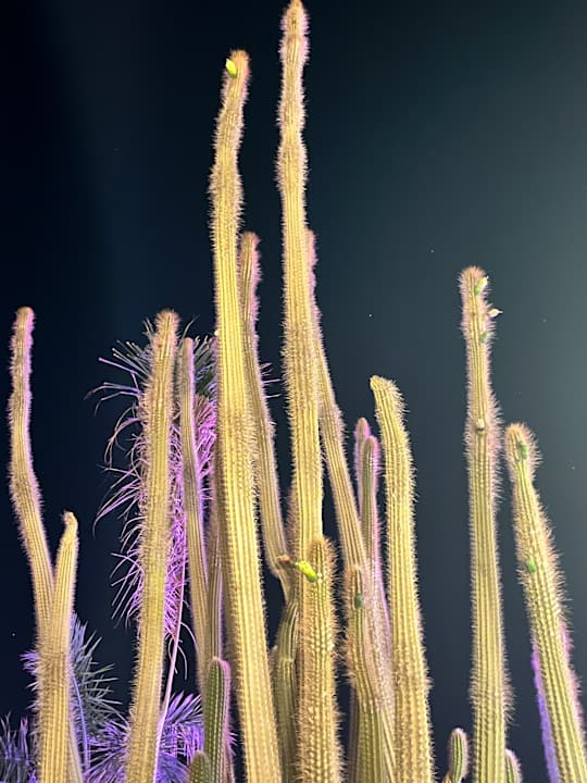 Außenansicht Hotel JAZ Makadi Star & Spa