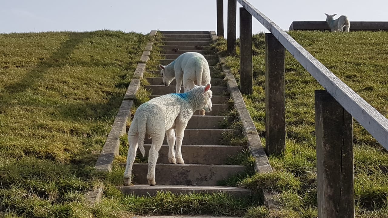 Ausblick Ferienhaus Hemenswarft direkt an der Nordsee mit Meerblick