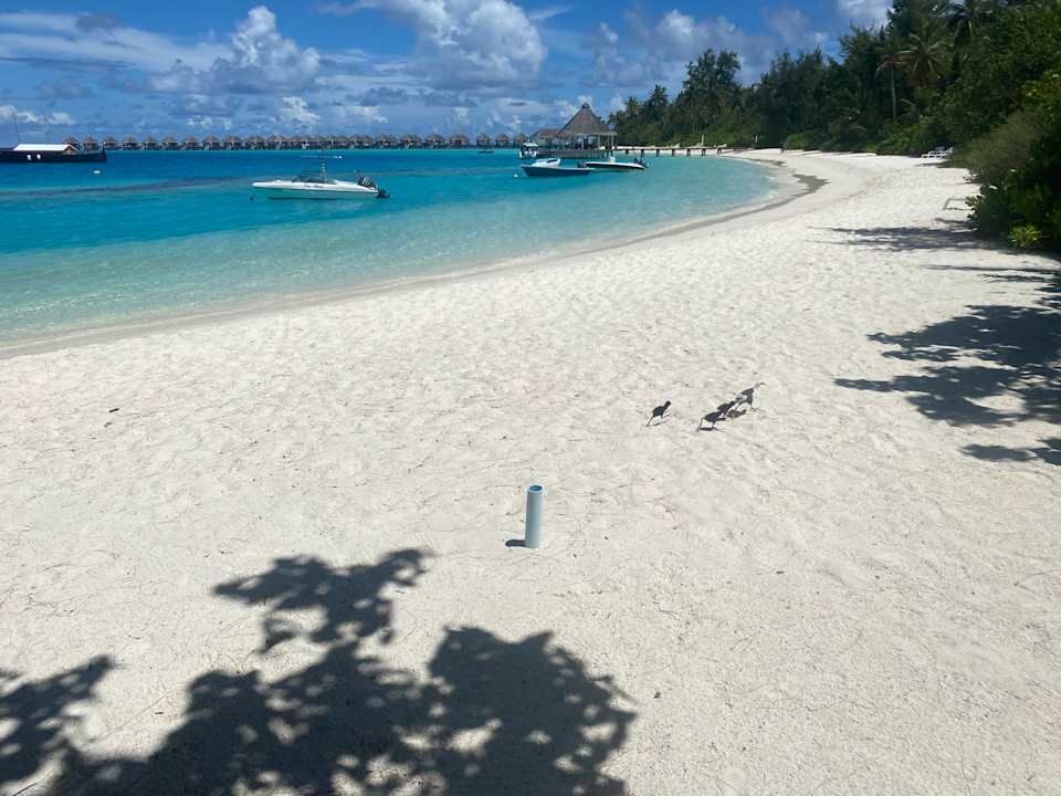 Strand Safari Island Maldives