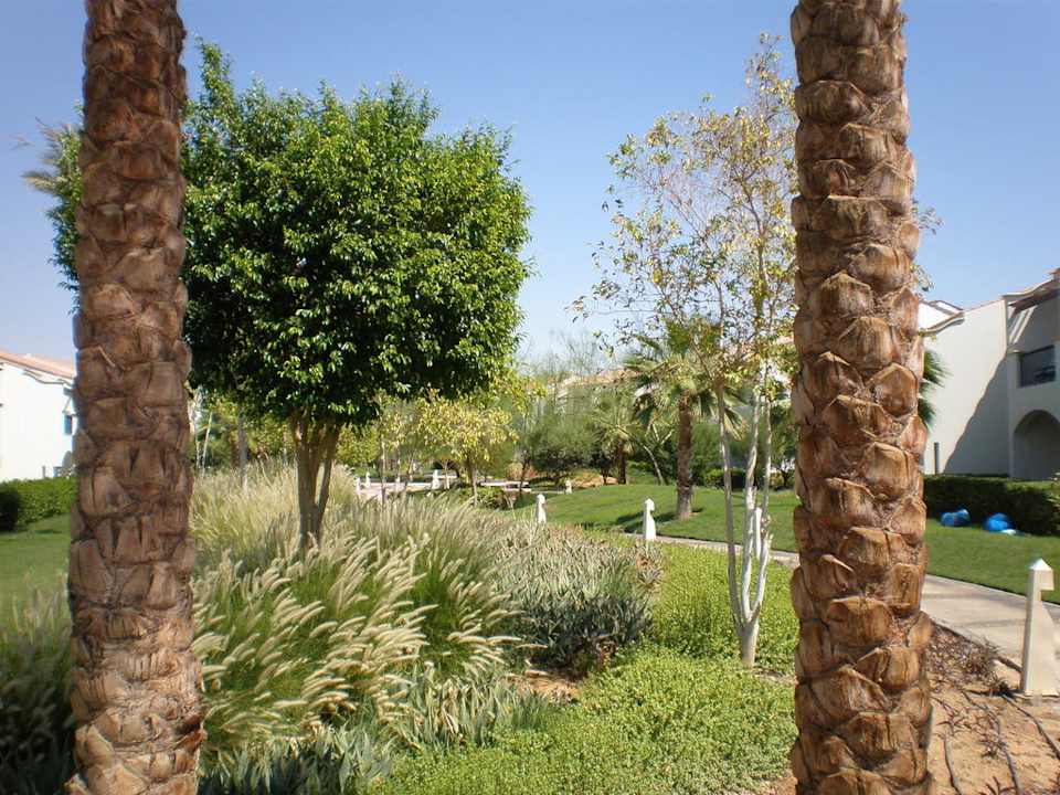 Palmen überall Reef Oasis Blue Bay Resort