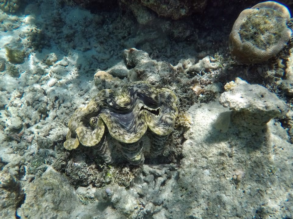 Große Mördermuschel NH Collection Maldives Havodda Resort