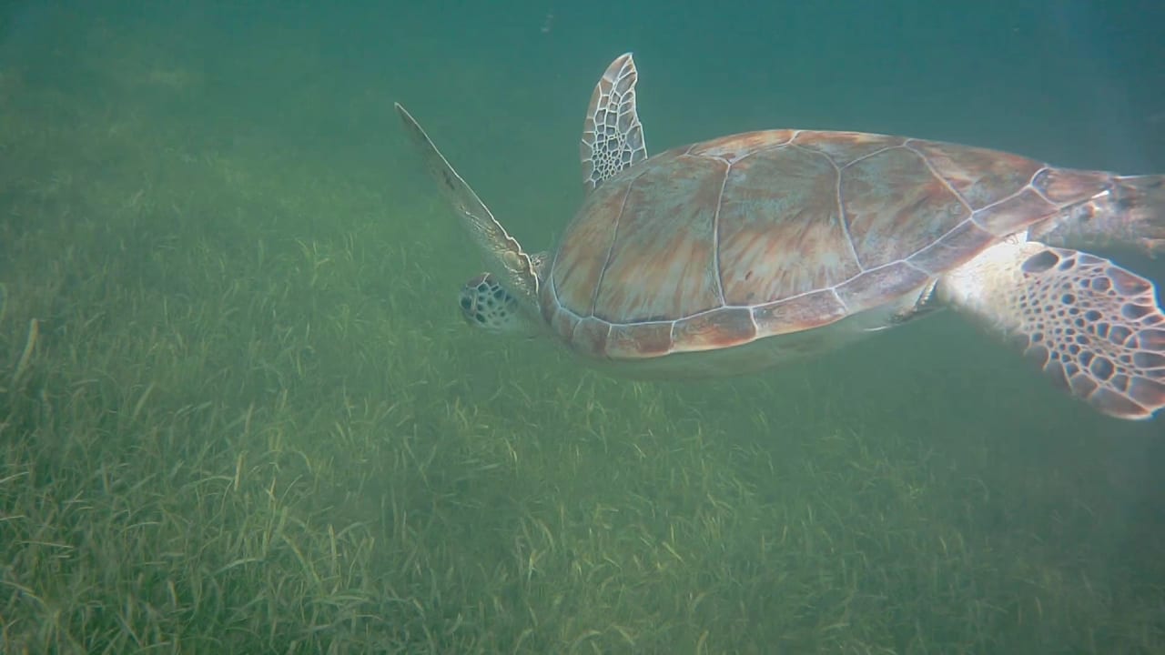 Sport & Freizeit Akumal Bay Beach & Wellness Resort