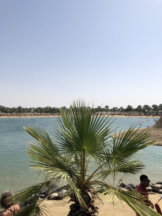 Sonstiges Desert Rose