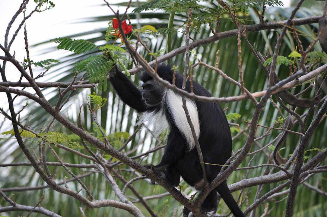 Affen im Garten Hotel Southern Palms Beach Resort