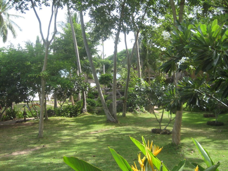 Grün, grün, grün! Koh Tao Cabana