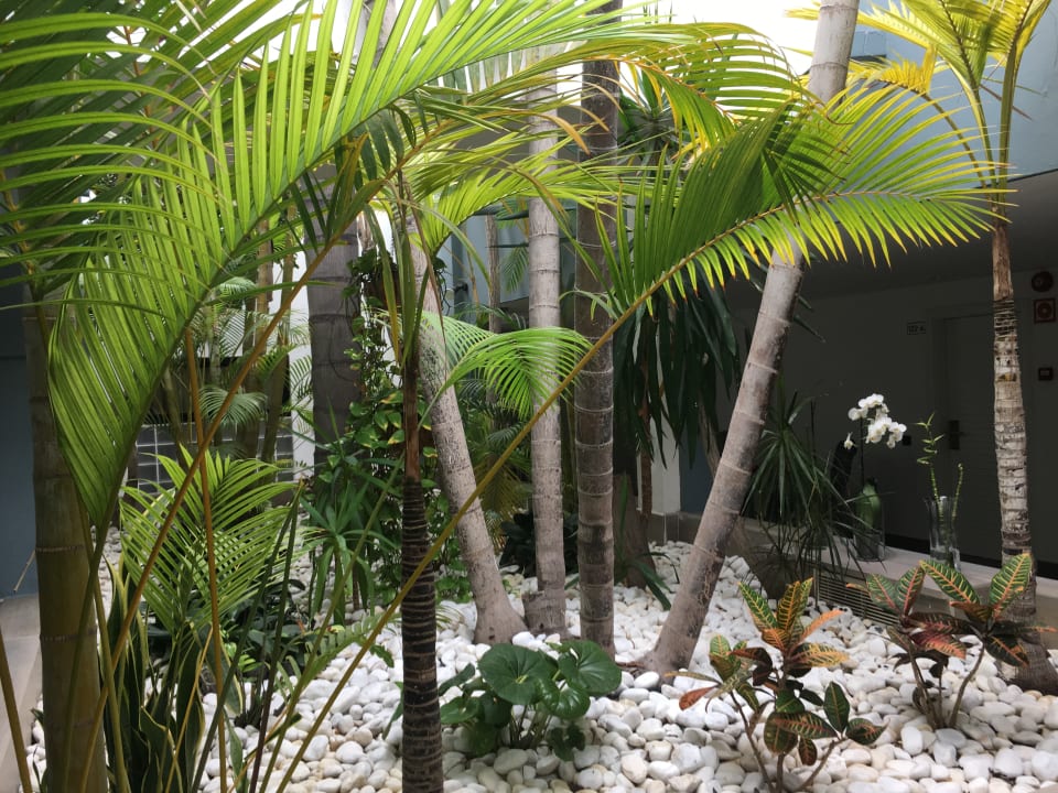 Gartenanlage Adrián Hoteles Colón Guanahaní - Adults only