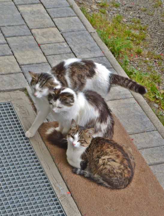 Bauernhofkatzen Gästehaus Egarterhof