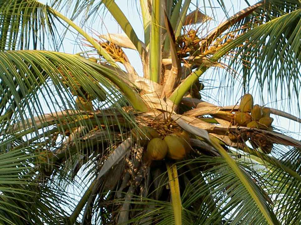 wo ist die Kokosnuss Grand Palladium Select Bávaro Resort & Spa